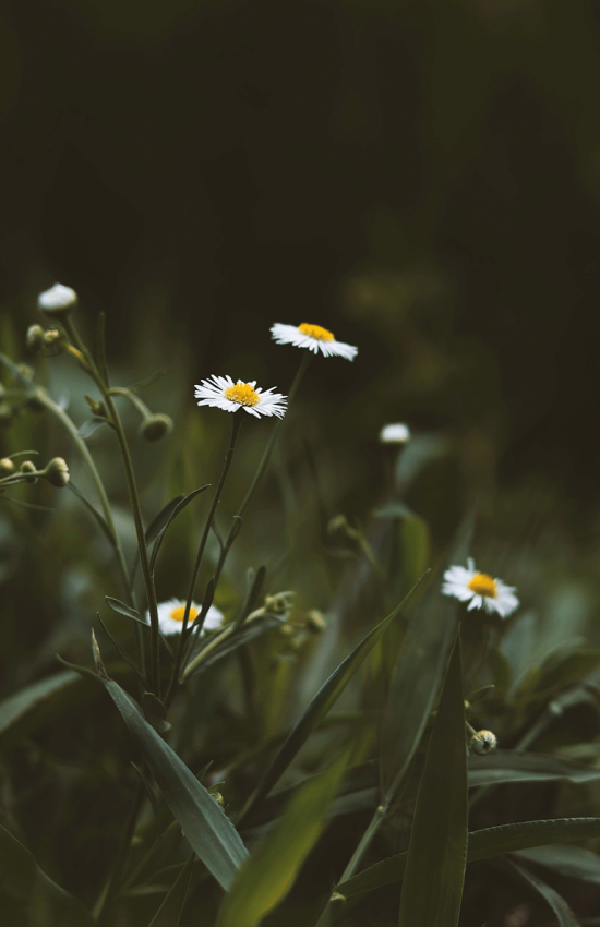 Apartment_Perfect_Lodging_Wiesing_Hart_Zillertal_Sommer
