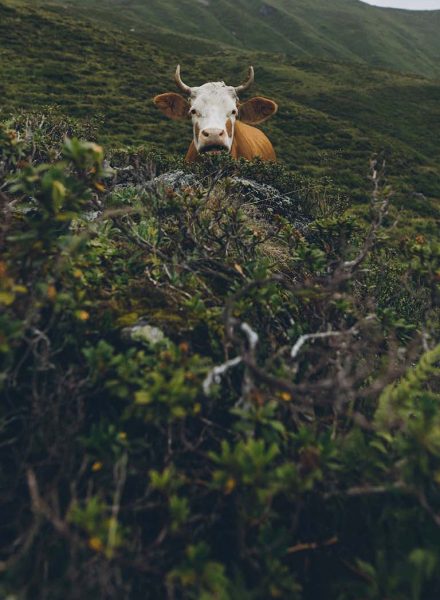 Apartment_Perfect_Lodging_Zillertal_Sommer10